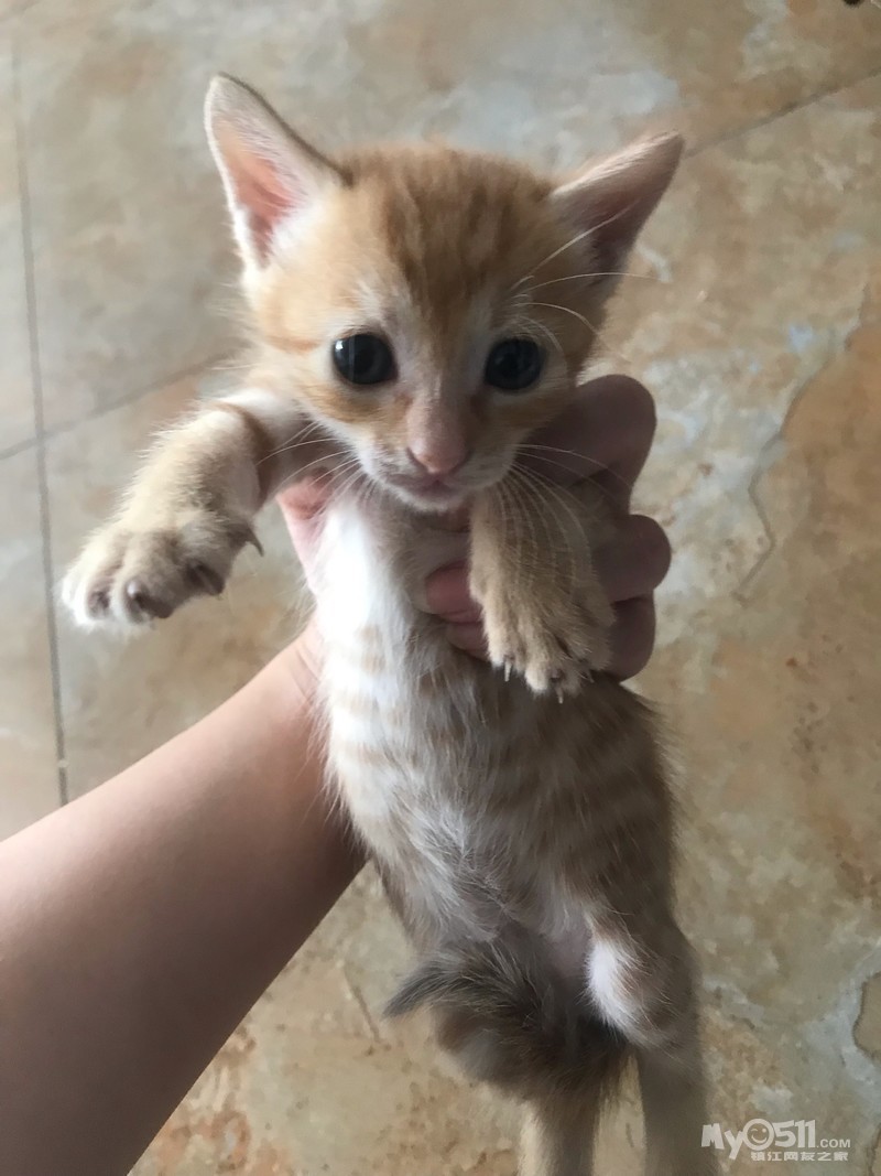 哪里有免费的小猫领养 qn_1567322040268713381rs.jpg