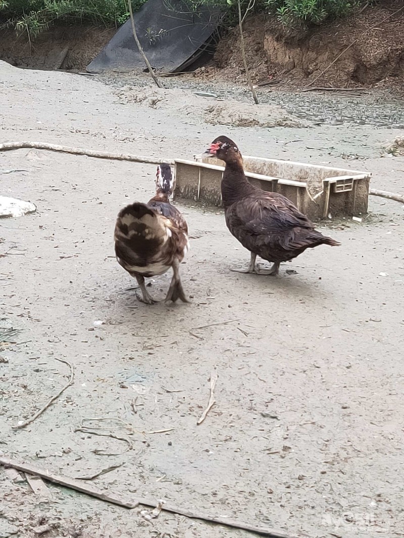 qn_1567775146862115_931rs.jpg
