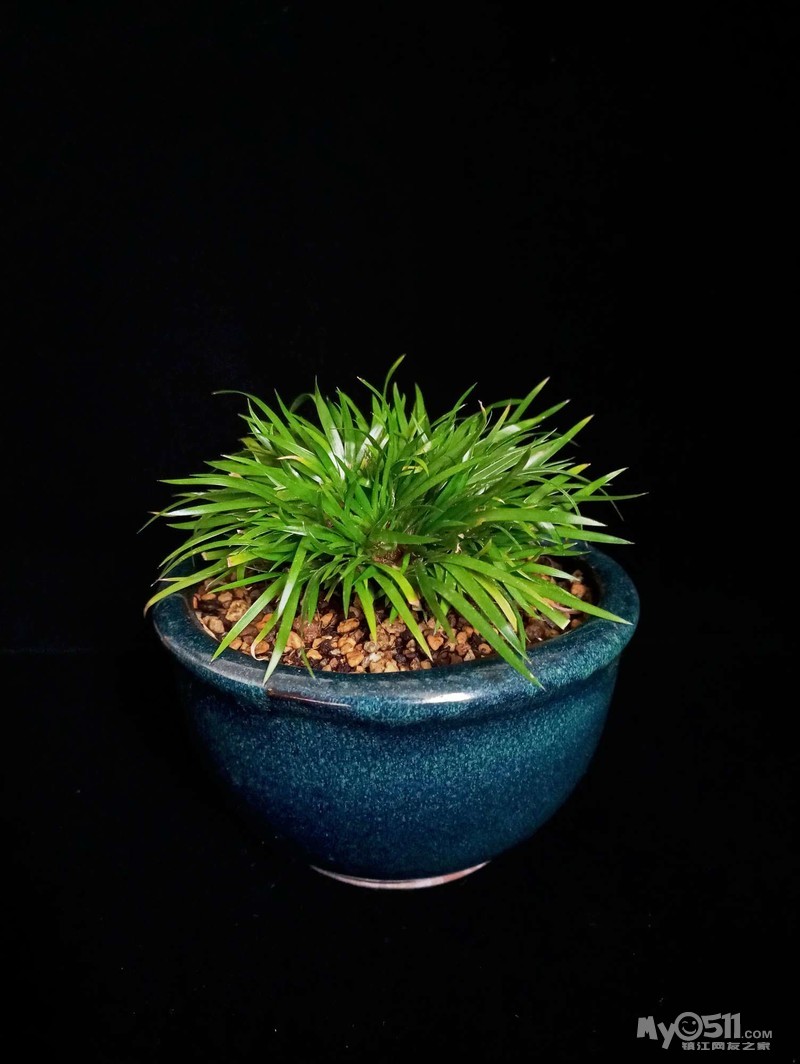 整了块吸光布,练习摆拍