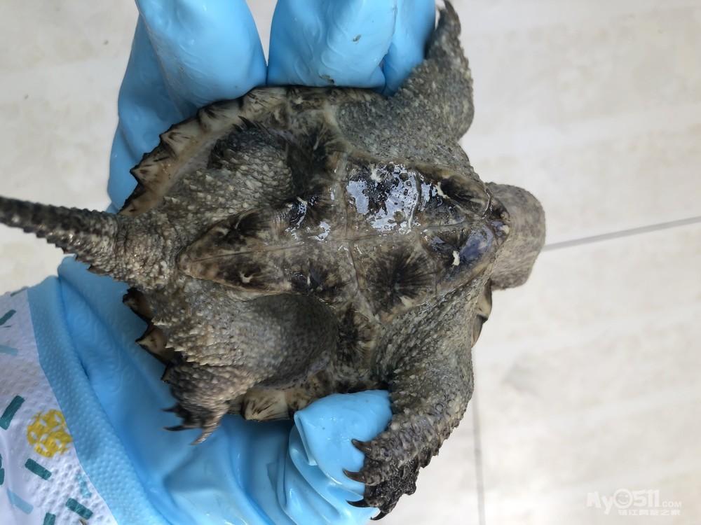 半卖半送 原种佛鳄公龟 背甲9 送加温棒 150块