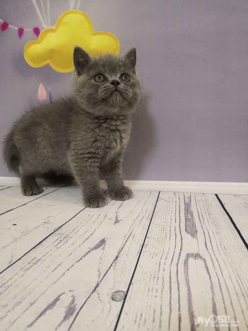 英短蓝胖子,宠成你想要的模样