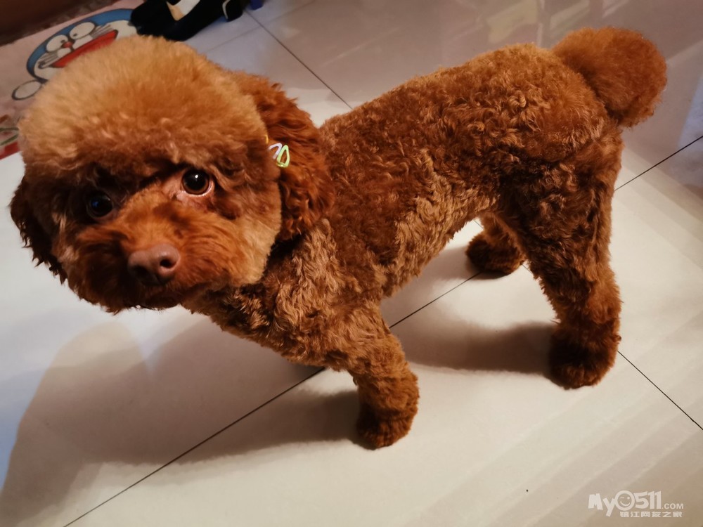 寻钻石铭苑棕色母泰迪