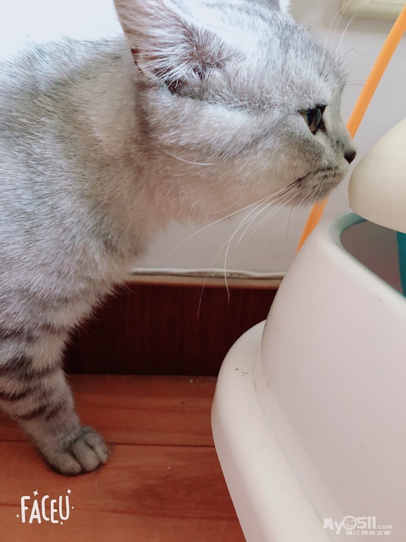 出一对浅色美短