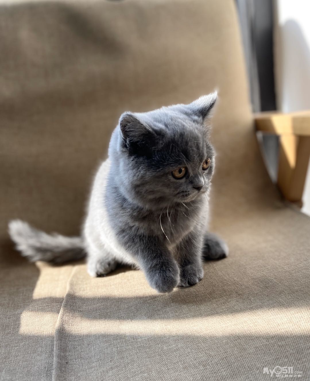 纯种家养蓝猫,折耳立耳公母都有,猫好价优哦