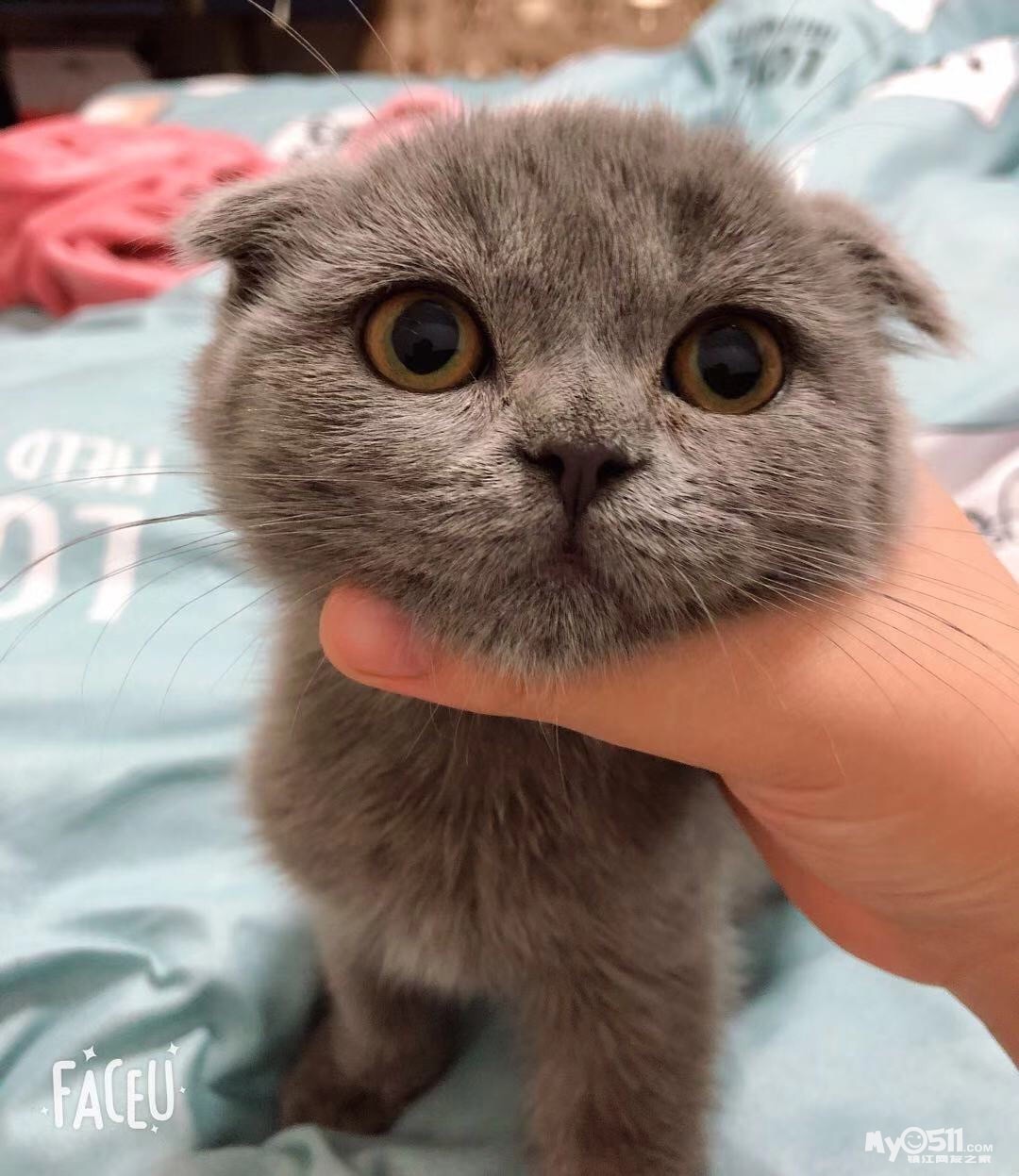 折耳蓝猫弟弟650