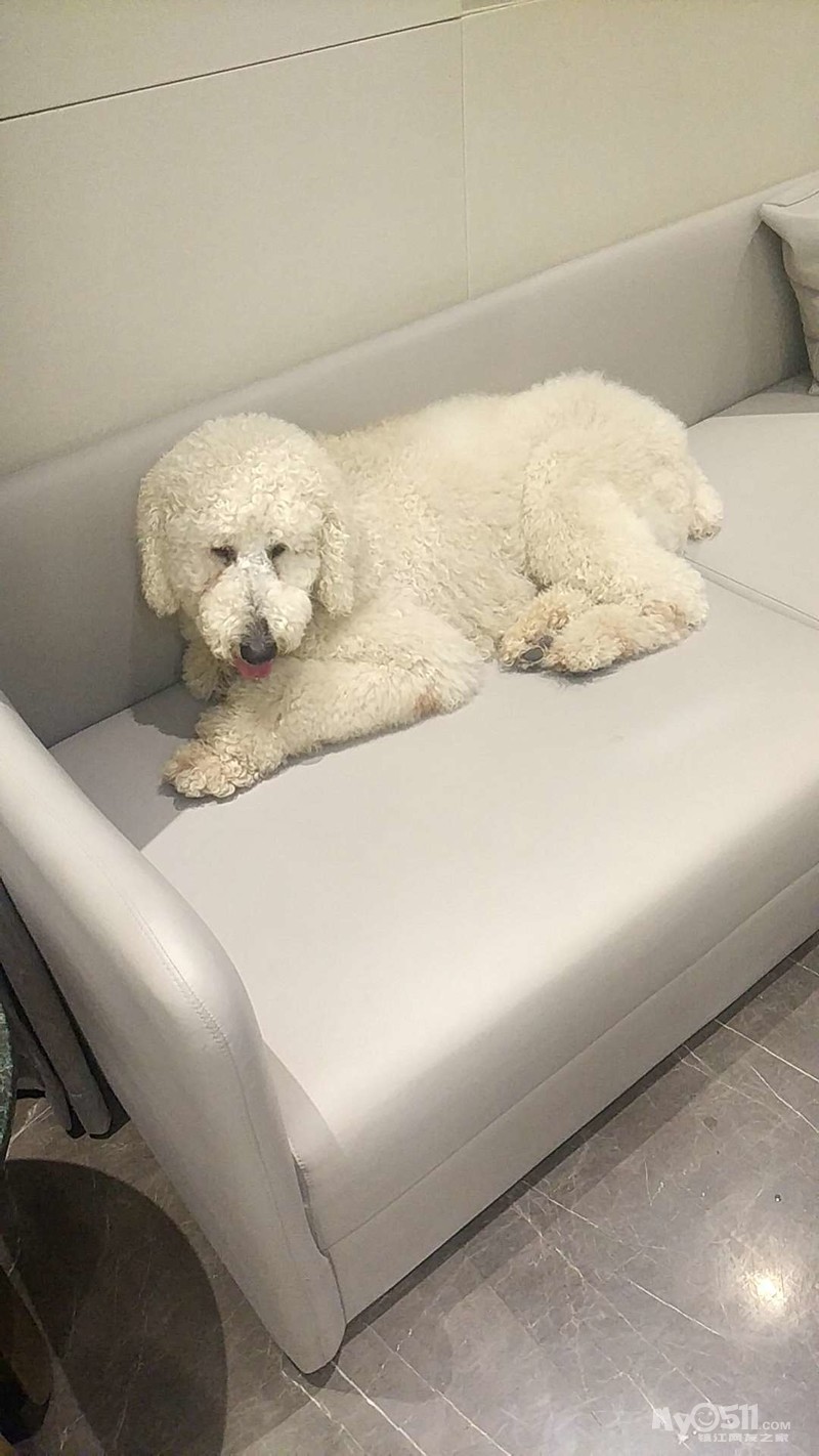 白色巨贵找老婆