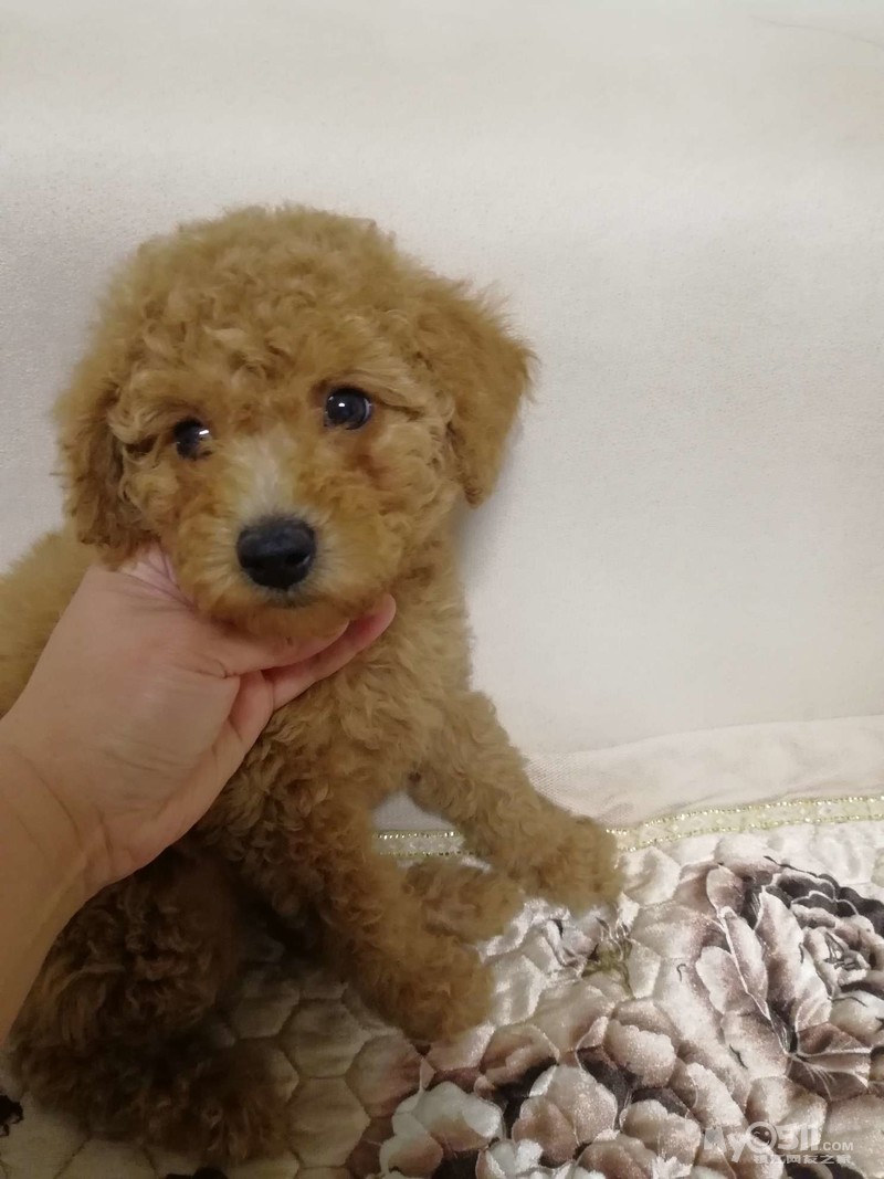 家养浅褐色泰迪280元