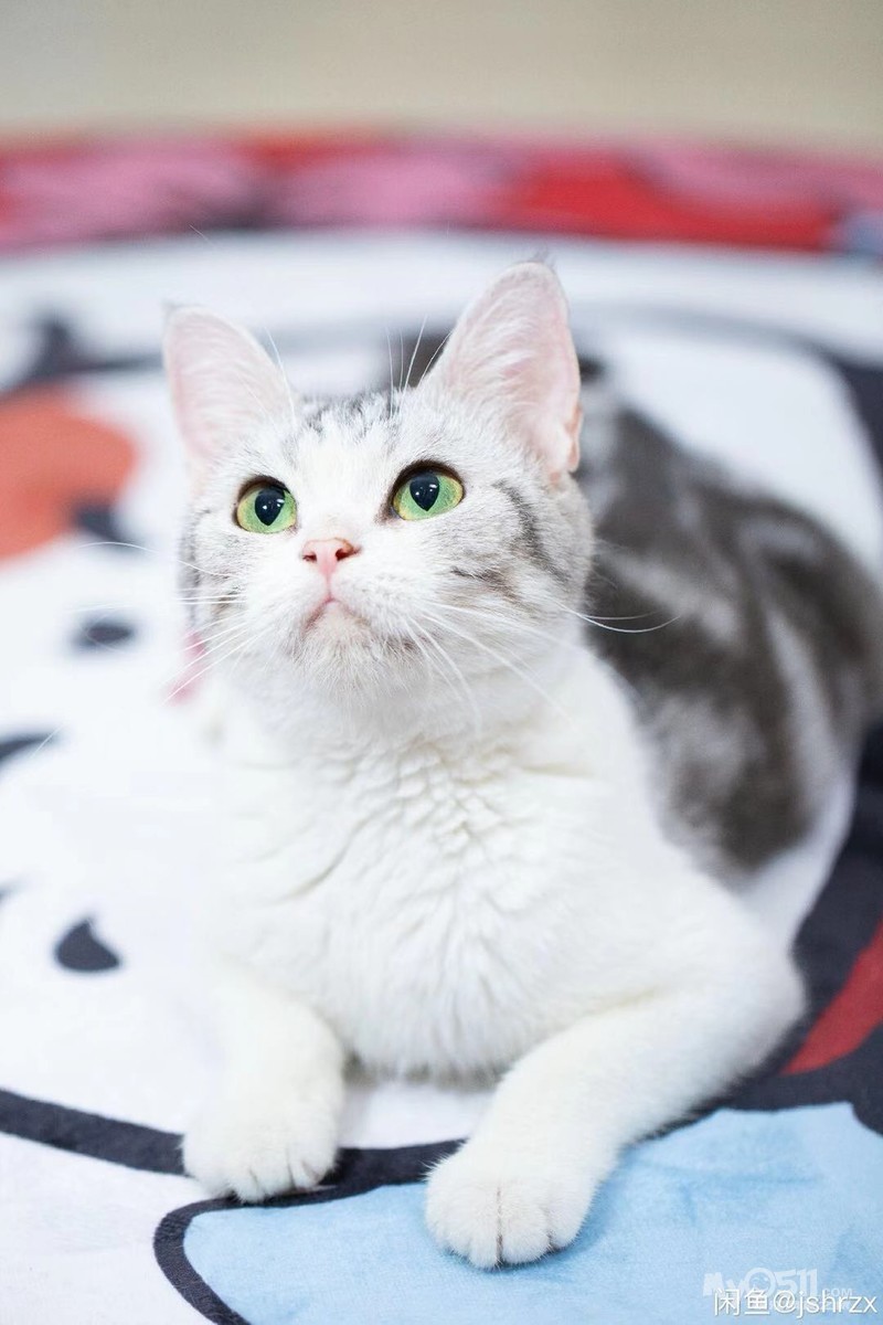 宠物市场 03 家庭猫舍,英短,美短,布偶.