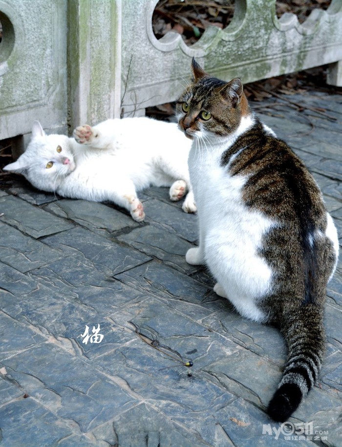 古城公园两只野猫可爱极了