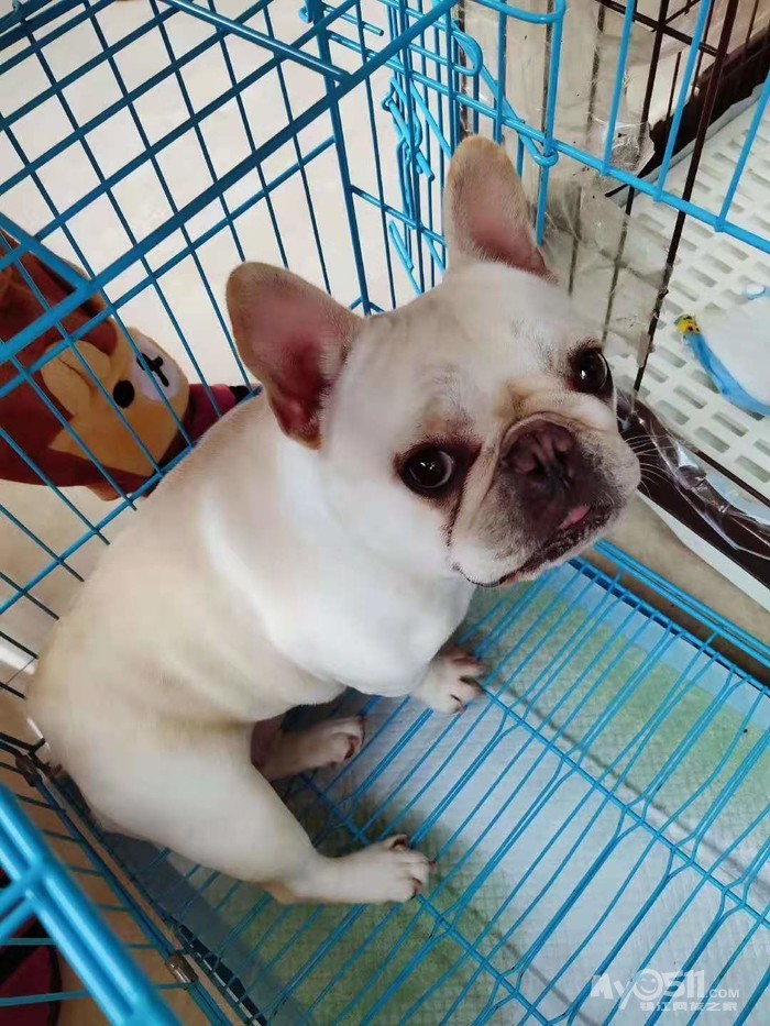 出售一岁奶白短体法斗-母狗