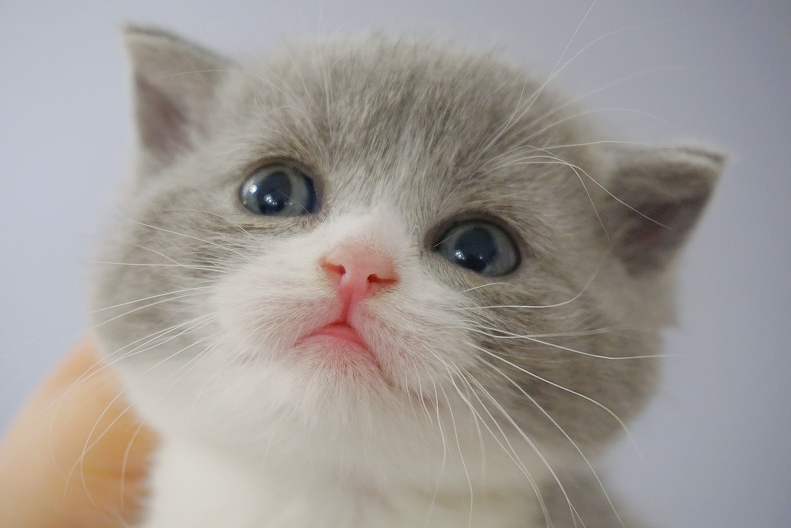 家养蓝白正八脸,五粉,通背!公猫!1500喜欢的速度来!