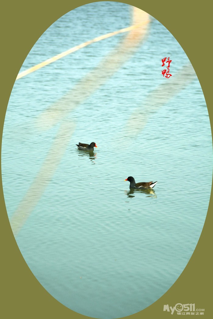 北湖湾芦苇中两只野鸭可爱极了