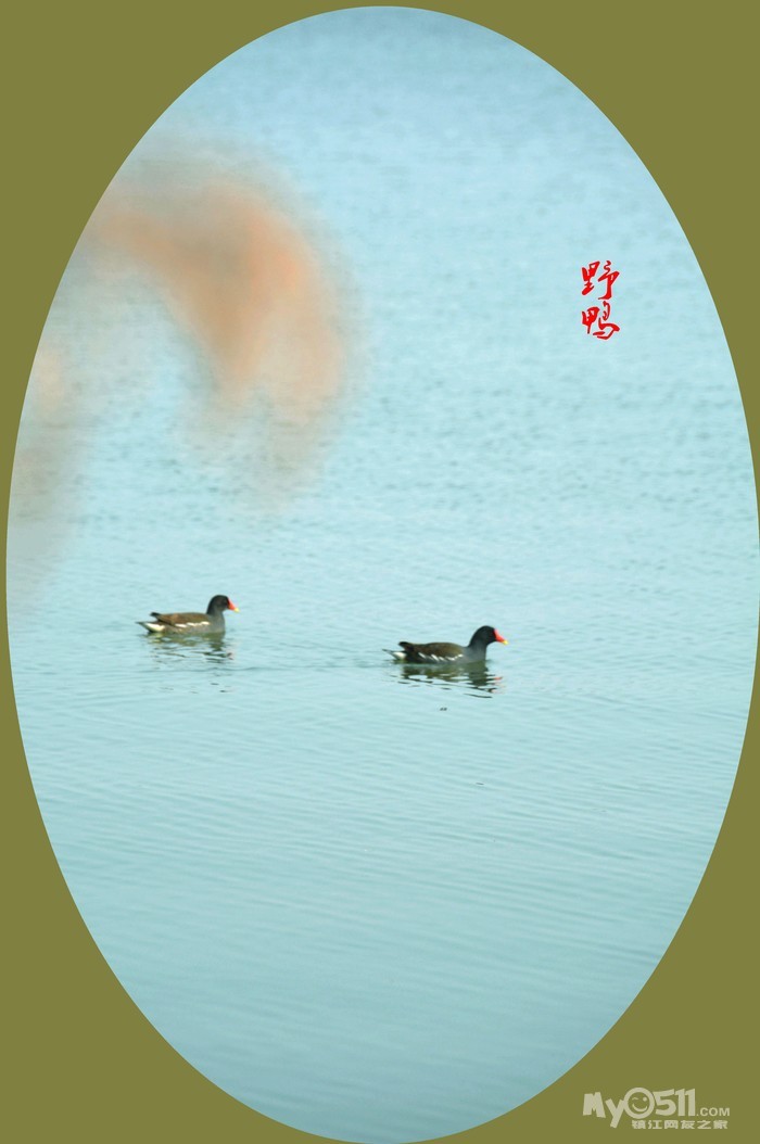 北湖湾芦苇中两只野鸭可爱极了