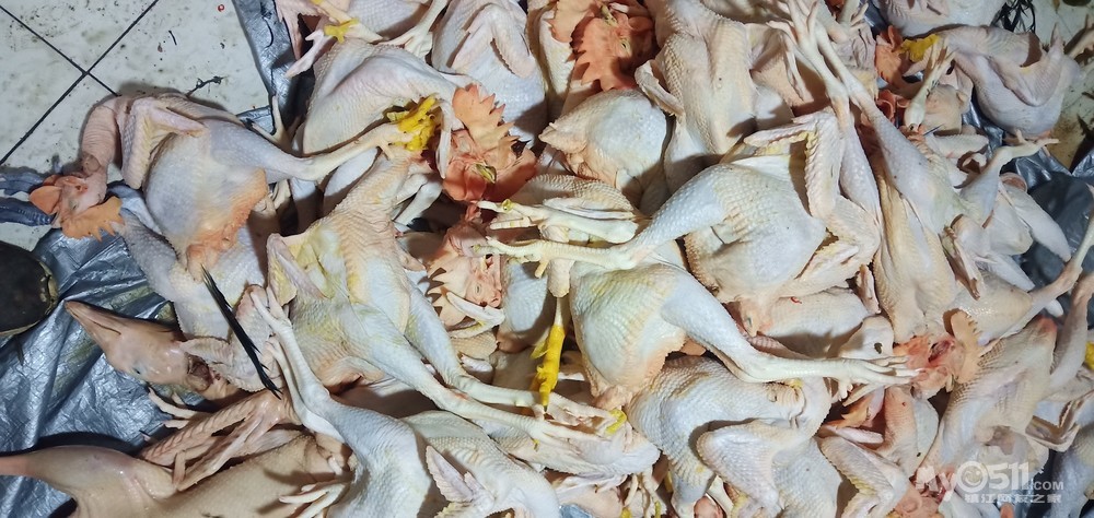 天天鲜光鸡免费配送到小区