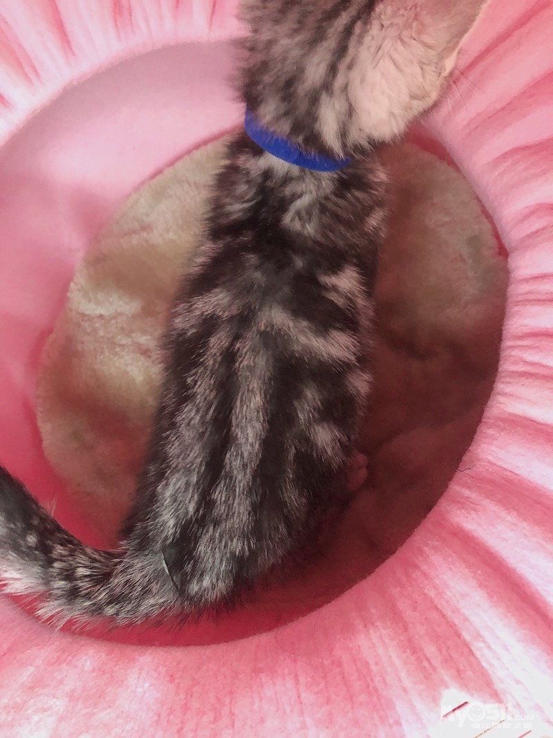 美短标斑俩弟弟 川背牛眼 疫苗全包不过千 别错过咯