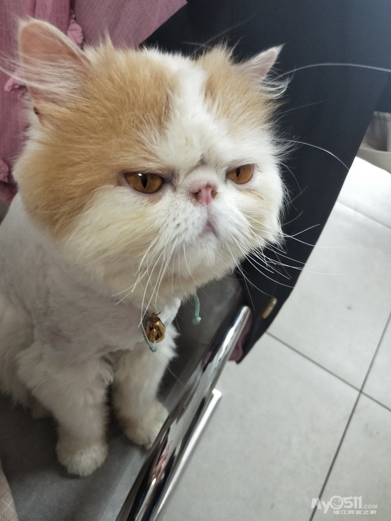 小猫如何配对 qn_1584794307687183_689rs.jpg
