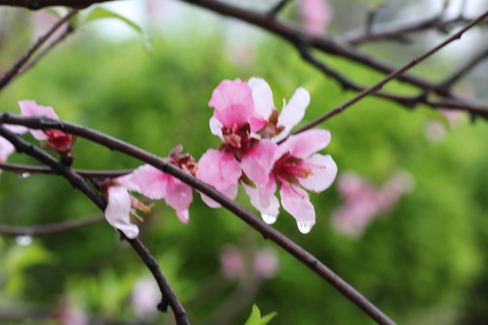 春風細雨溼桃花