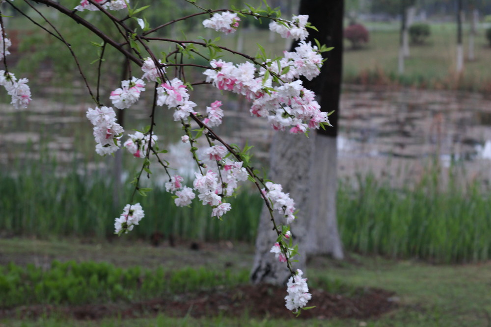 春風細雨溼桃花