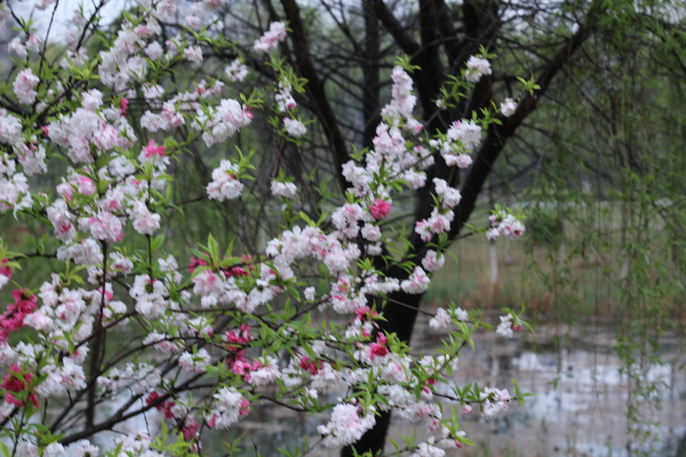 春風細雨溼桃花