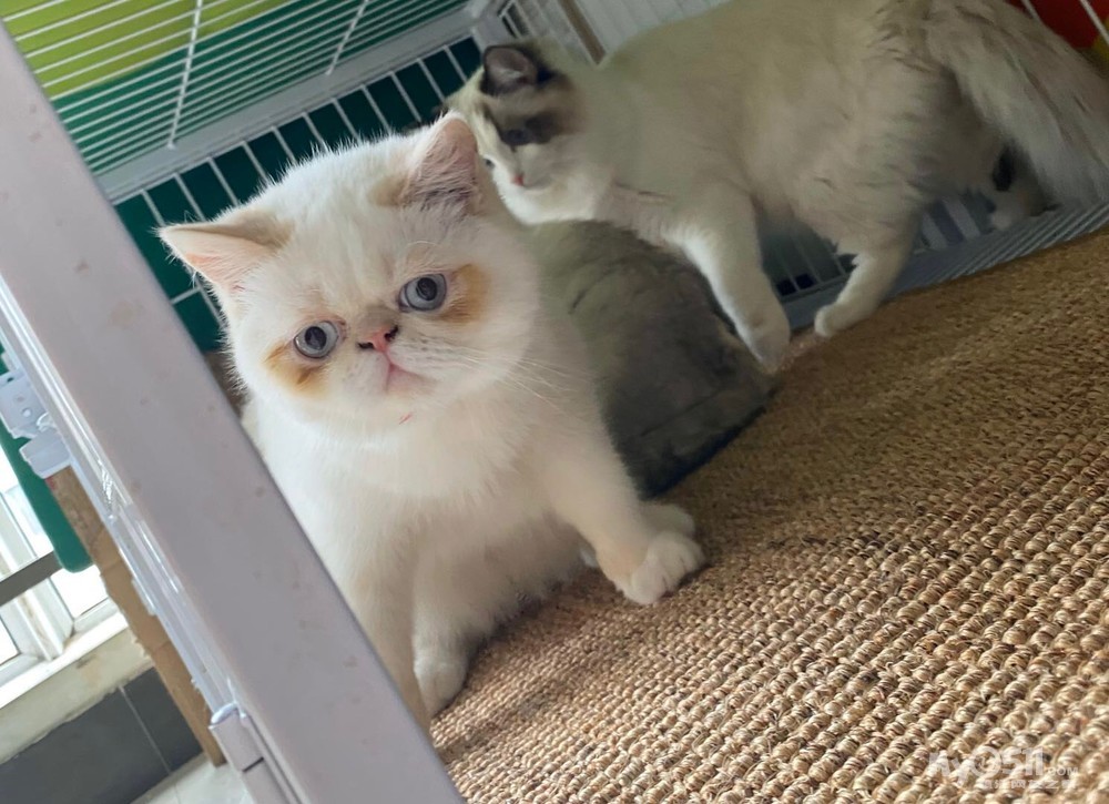 火焰重点小加菲品相好平价