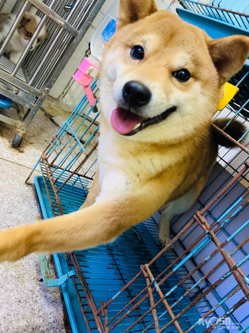 成年柴犬找主人