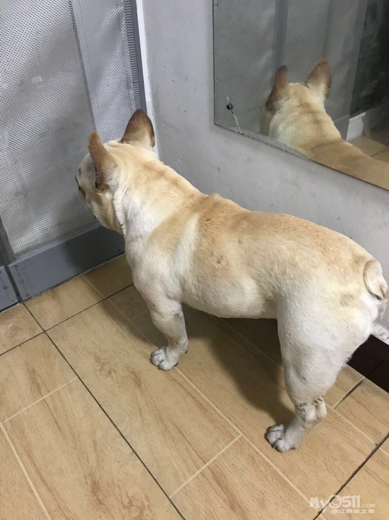 捡到一只奶油色法斗,寻主人