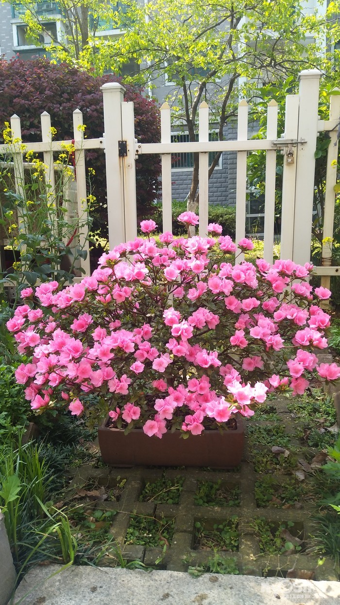 请高手指点怎样修剪