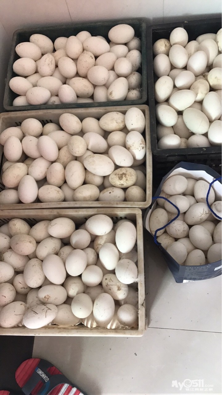 我该怎么办?大鹅蛋卖不掉