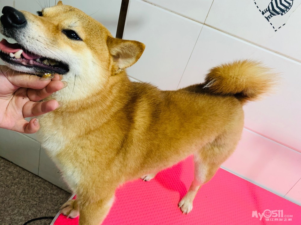 成年柴犬找主人 [广告推广]