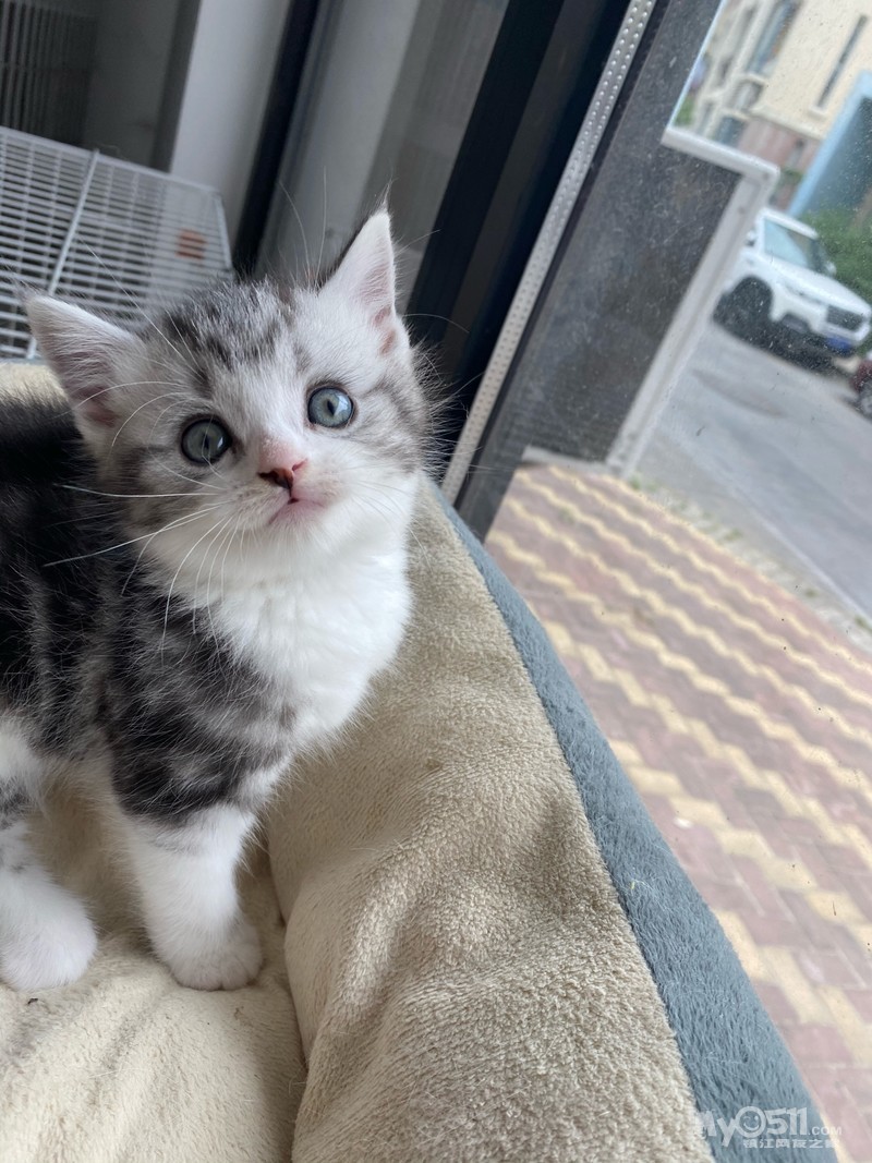 美短起司标斑梵花特价出