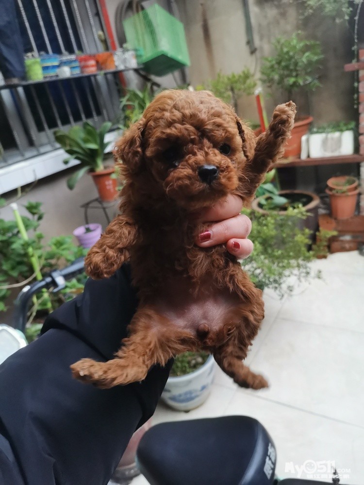 卖泰迪自己带价问,三个月一公一母,打包可更优惠,狗贩子勿扰 [广告