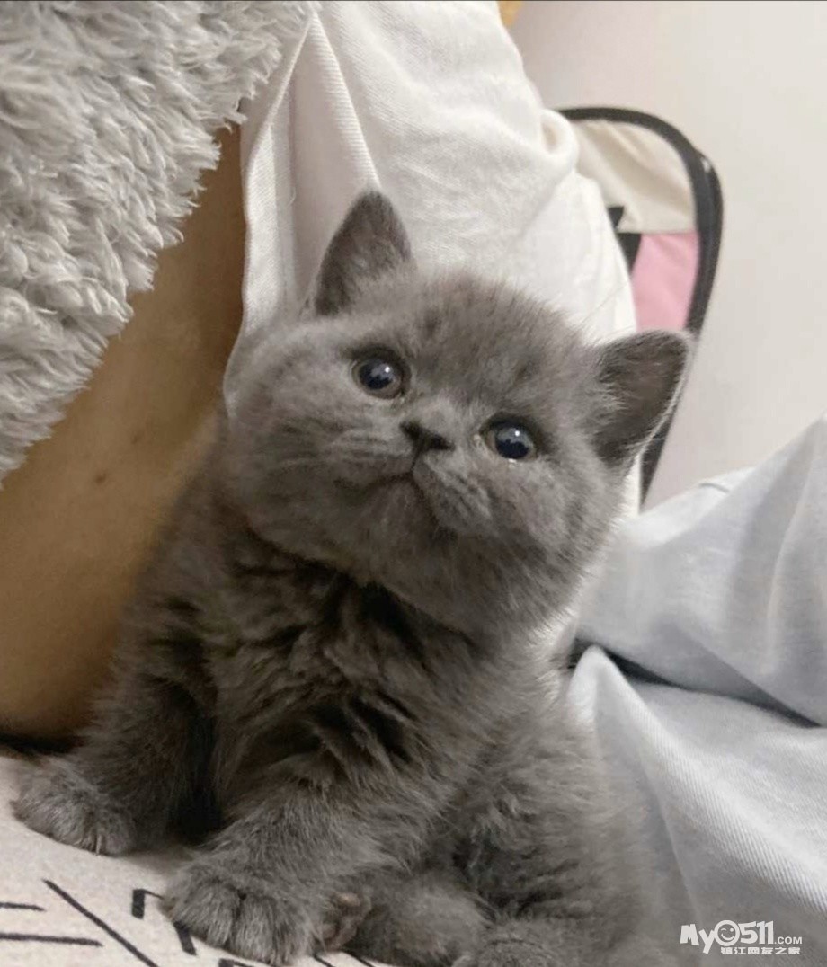 出售两个月蓝猫妹妹850 [广告推广]