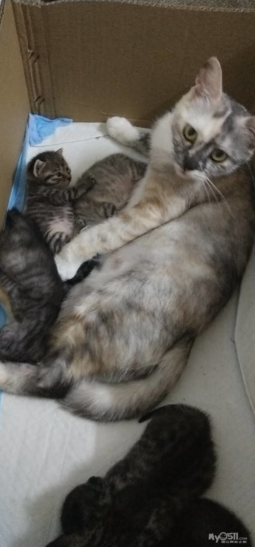 哪里有免费的小猫领养 200518110617292eac33e93b89.jpg