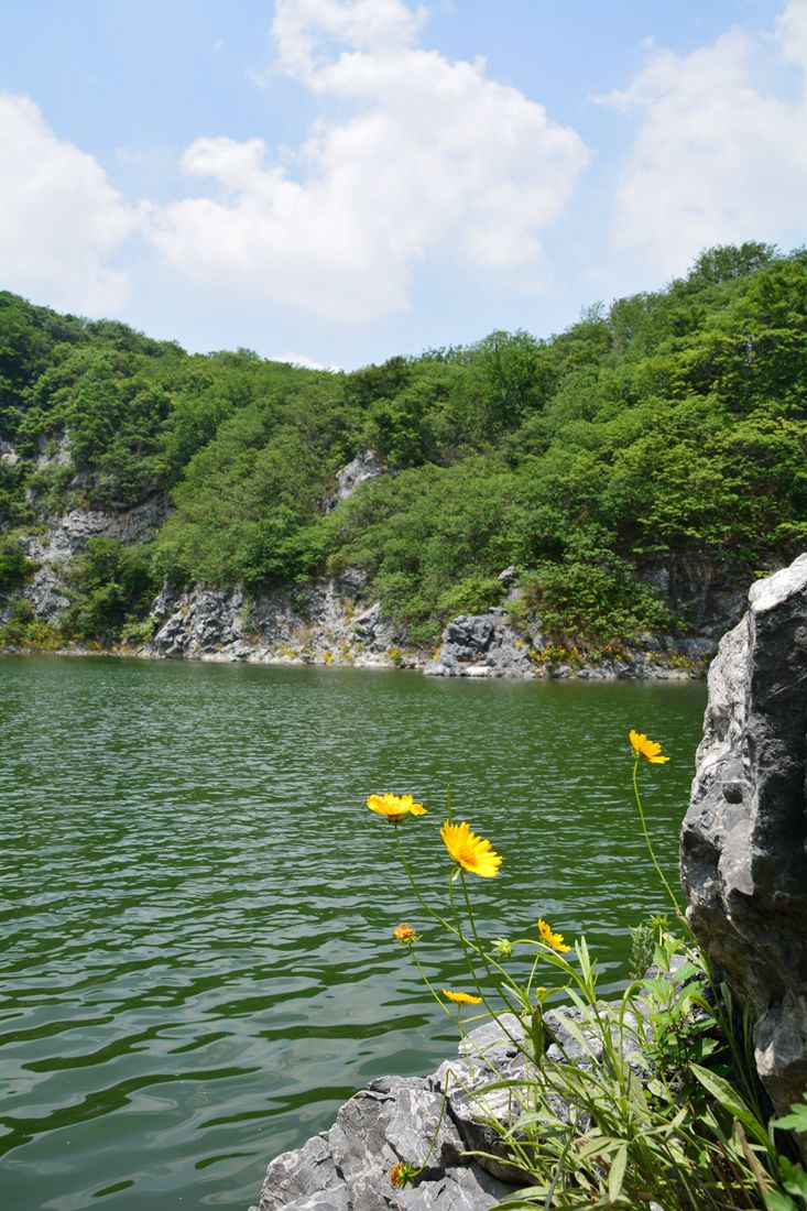 南山绿宝石天池  满山遍野绽放金黄色金鸡菊>> - 镜头里的镇江 - 梦溪