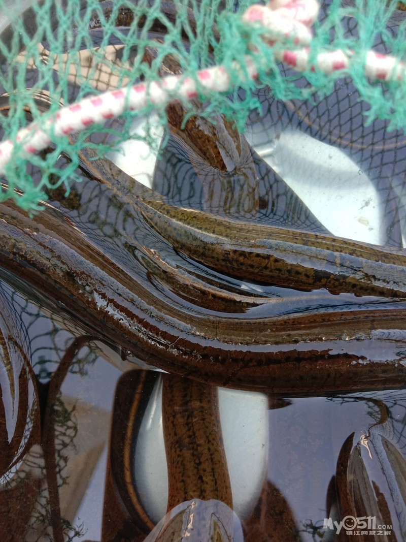 正中野生长鱼 [广告推广]