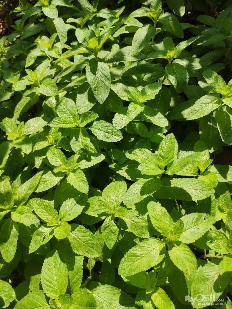 古法薄荷艾草金银花膏,驱蚊止痒,夏天再也不怕蚊子叮咬了^o