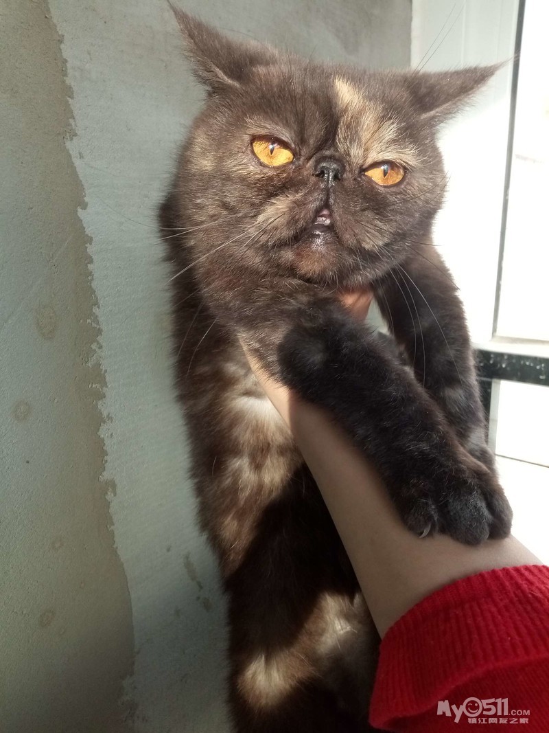 成年玳瑁色母加菲猫找个好人家