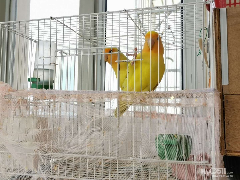 出金面澳桂幼鸟一只