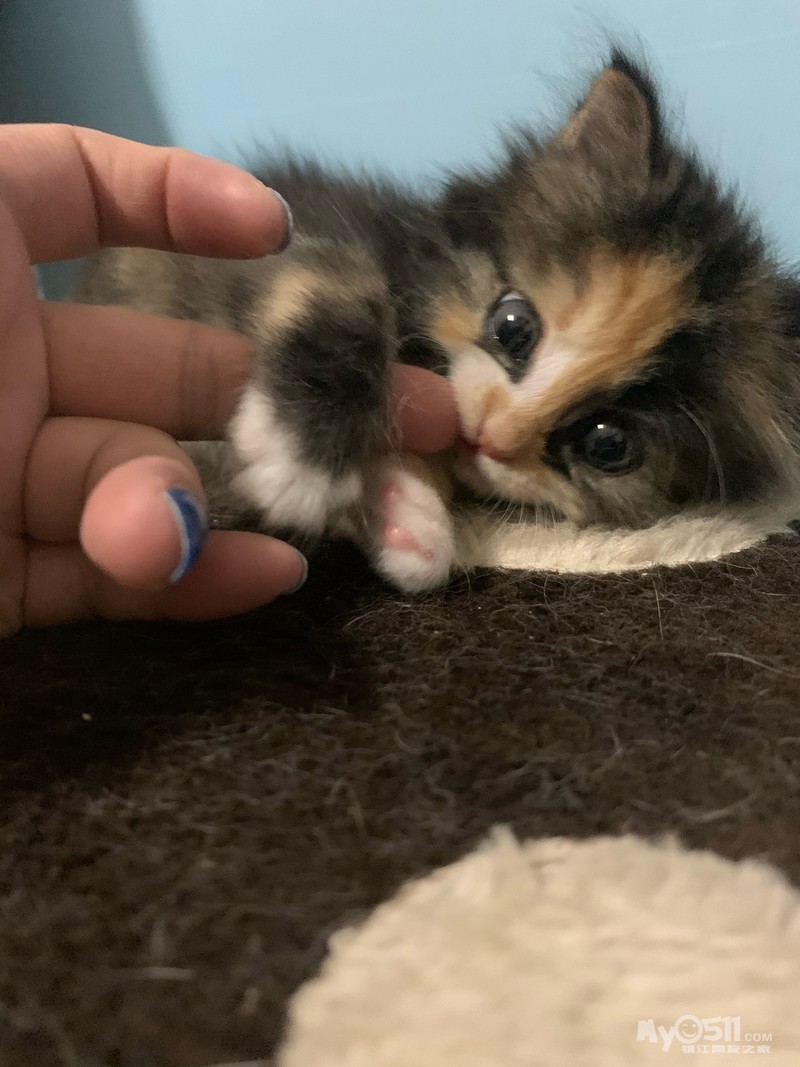 可爱大眼长毛三花小妹妹找新家 - 猫狗总动员 - 梦溪论坛 镇江,时事