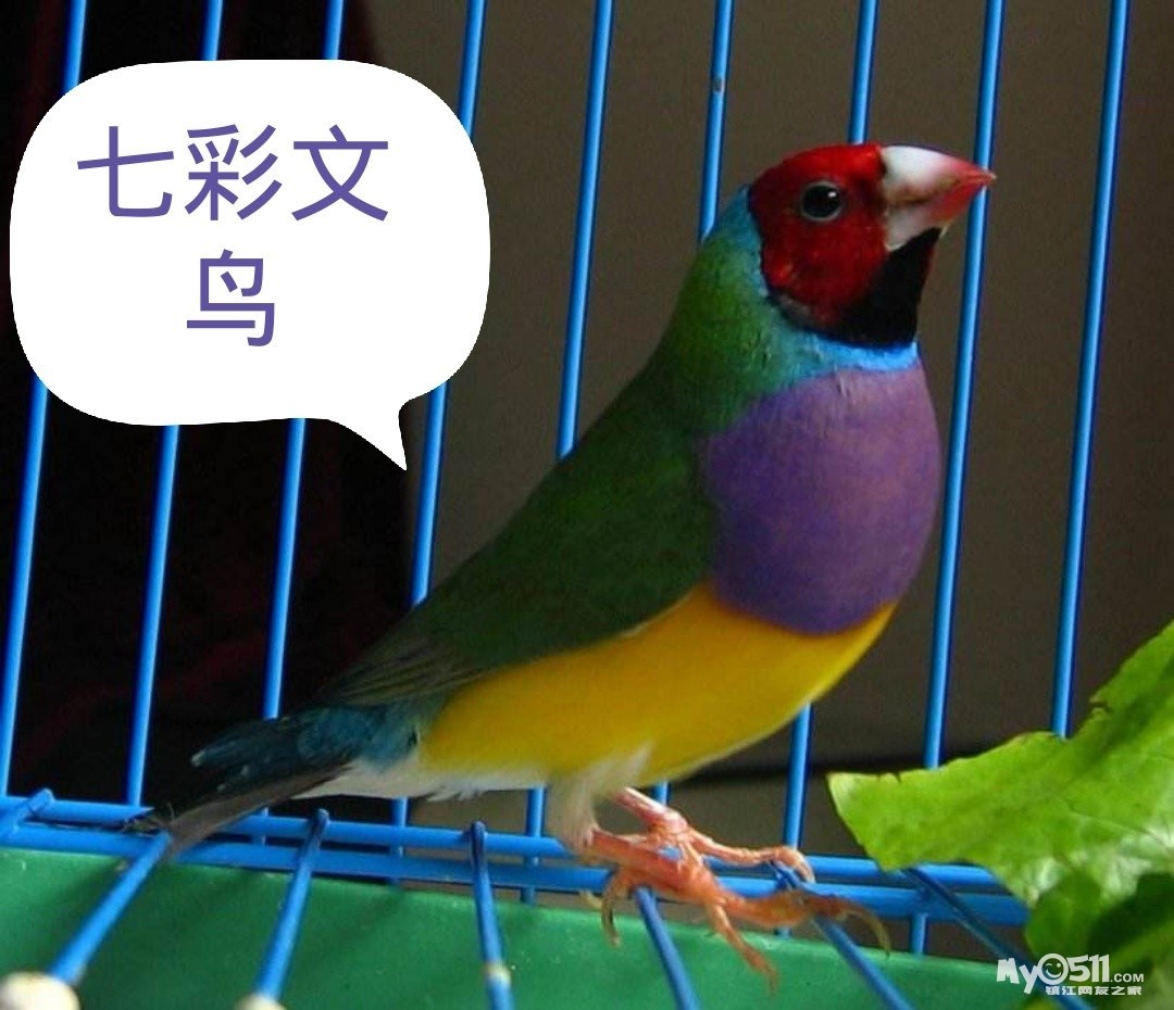买一对七彩文鸟送一对十姐妹保姆鸟