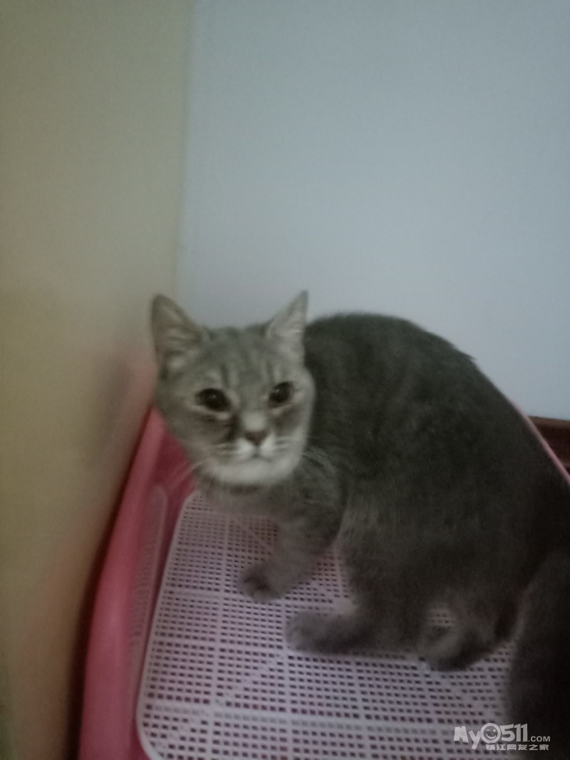 猫咪油下巴怎么回事 qn_1592350779231806_36rs.jpg