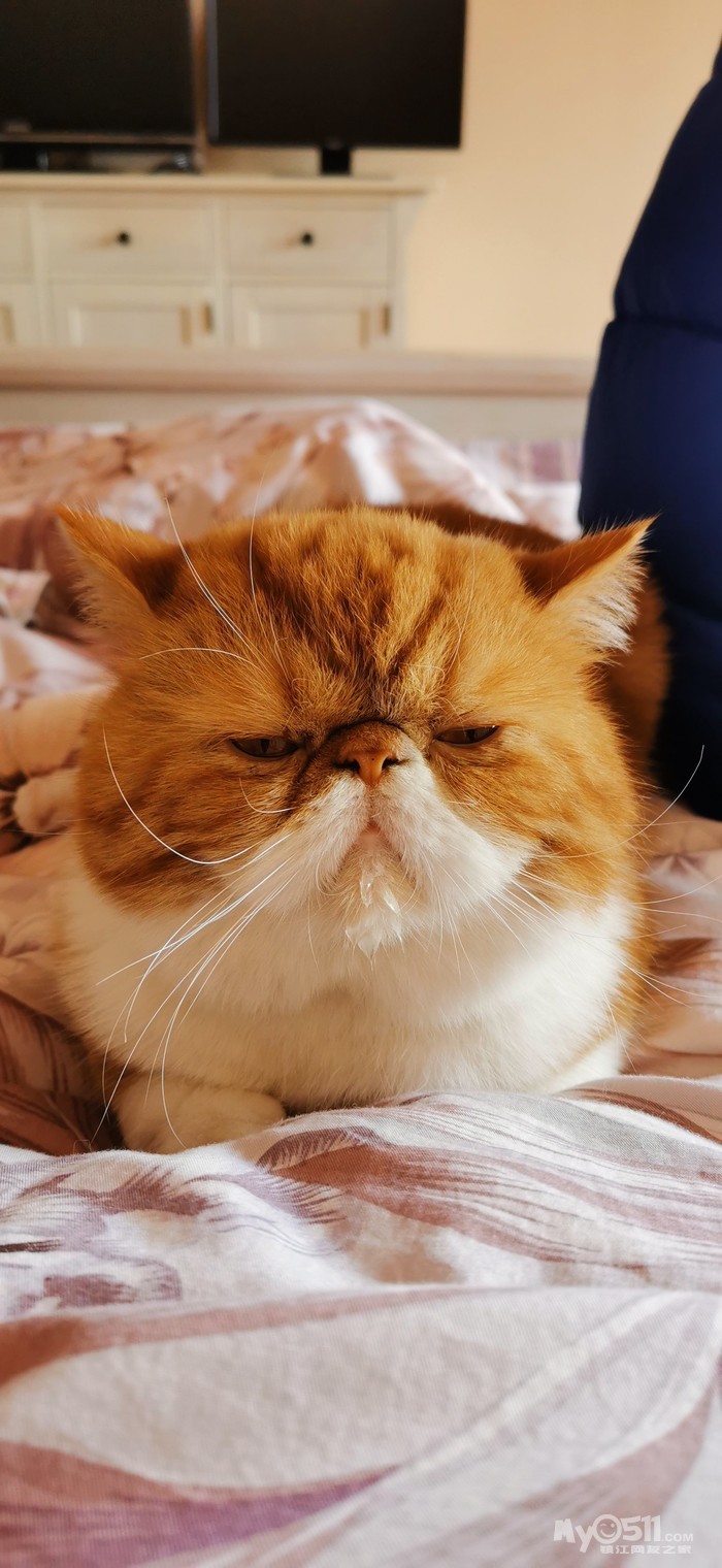 寻猫启事 寻黄色加菲猫