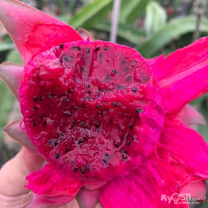 火龙果热量100g有多少 2007151245a66141c70df7188e.jpg