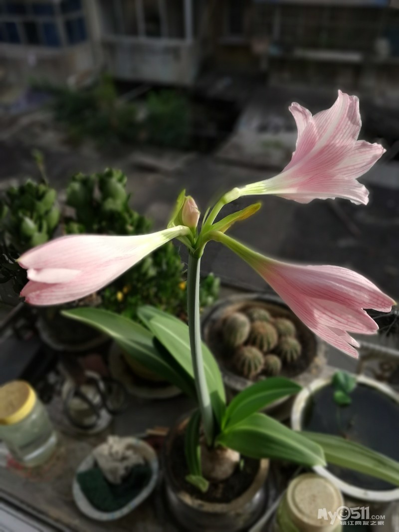 qn_1596503976361763_591rs.jpg