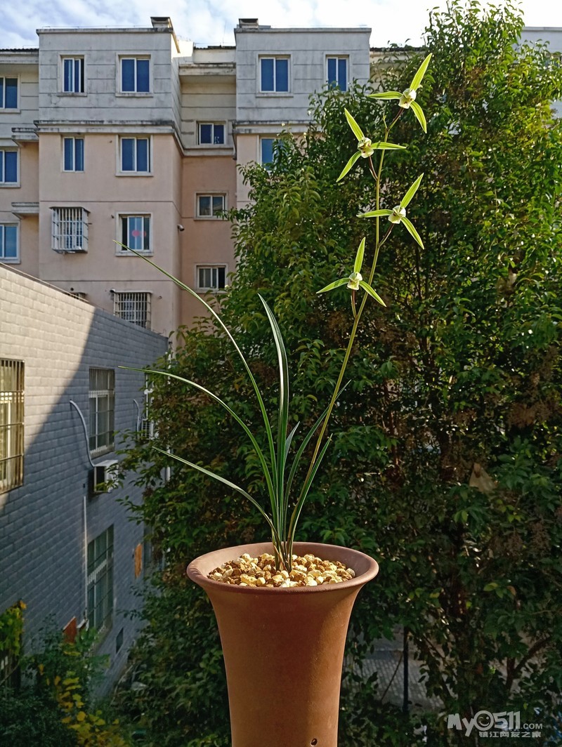 寒兰花期赏寒兰