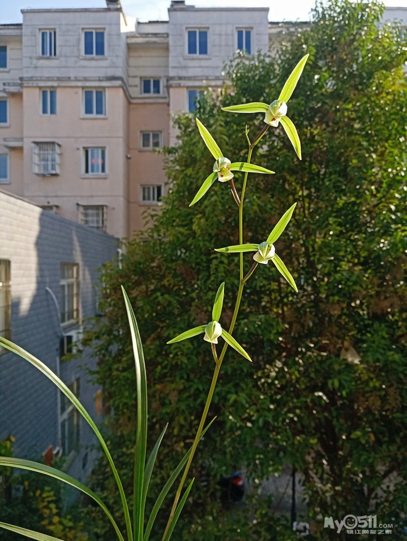 寒兰花期赏寒兰