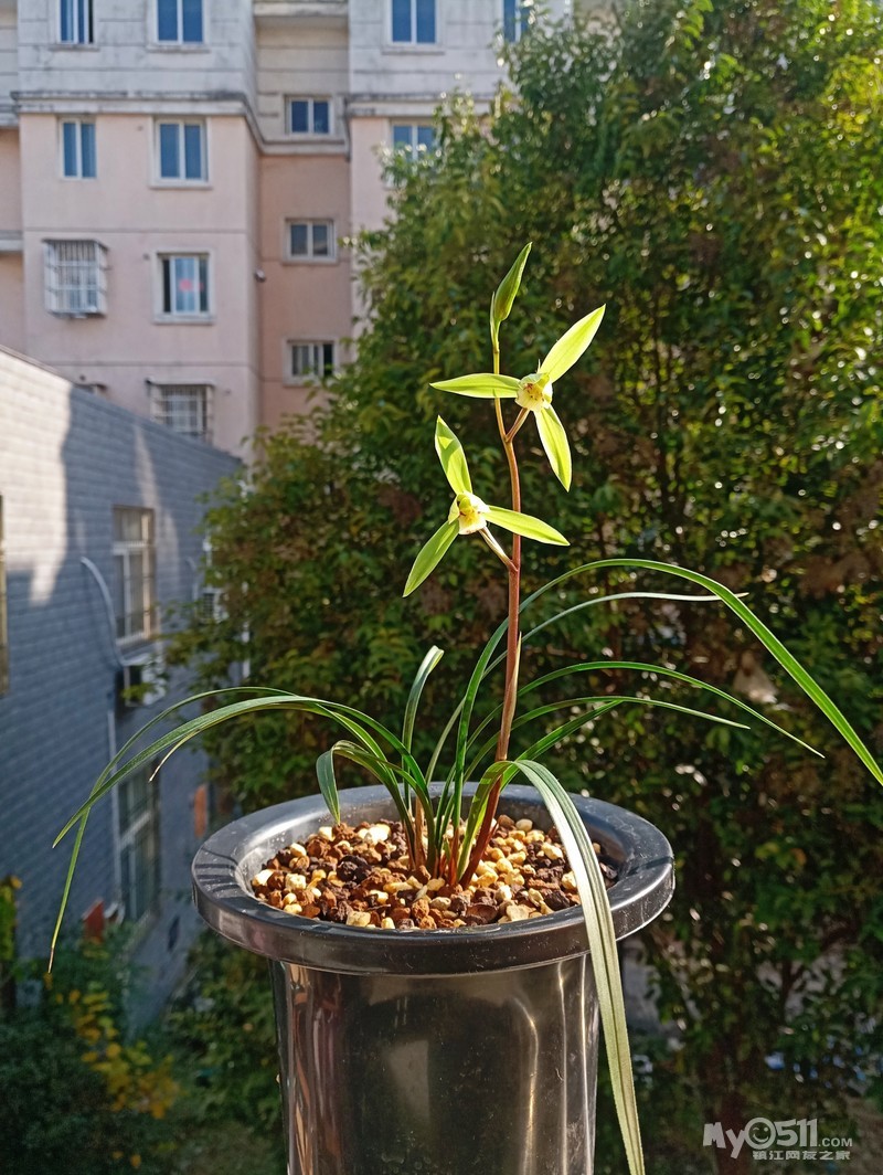 寒兰花期赏寒兰