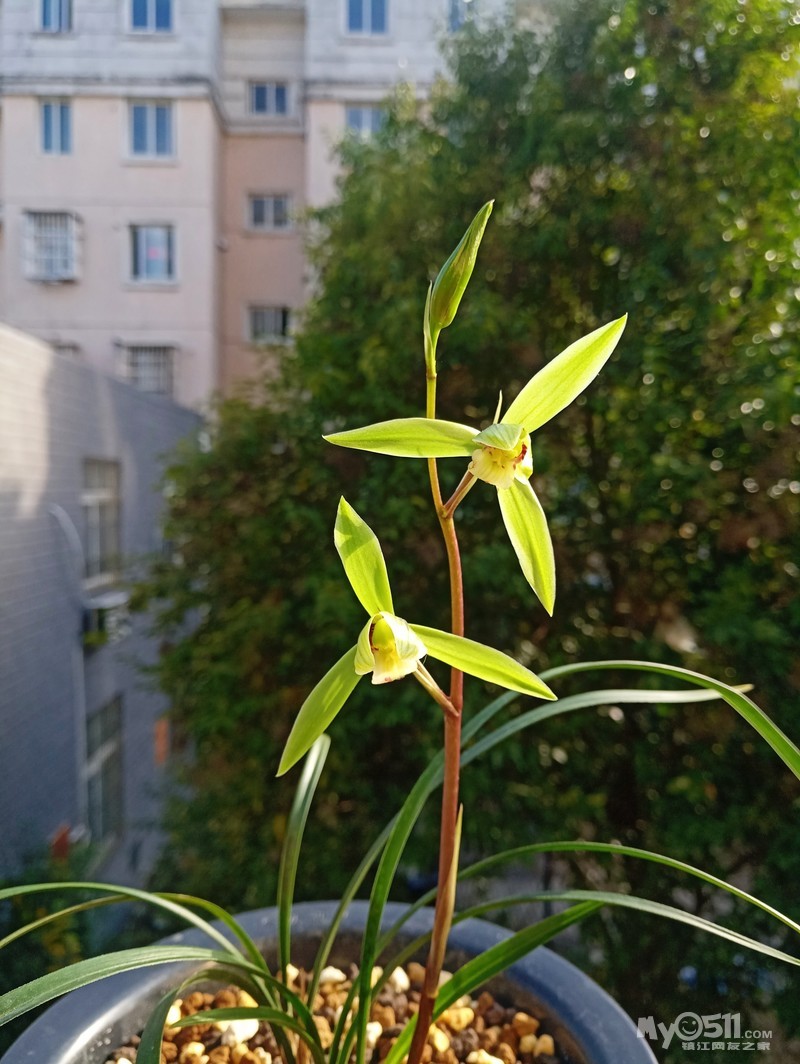 寒兰花期赏寒兰