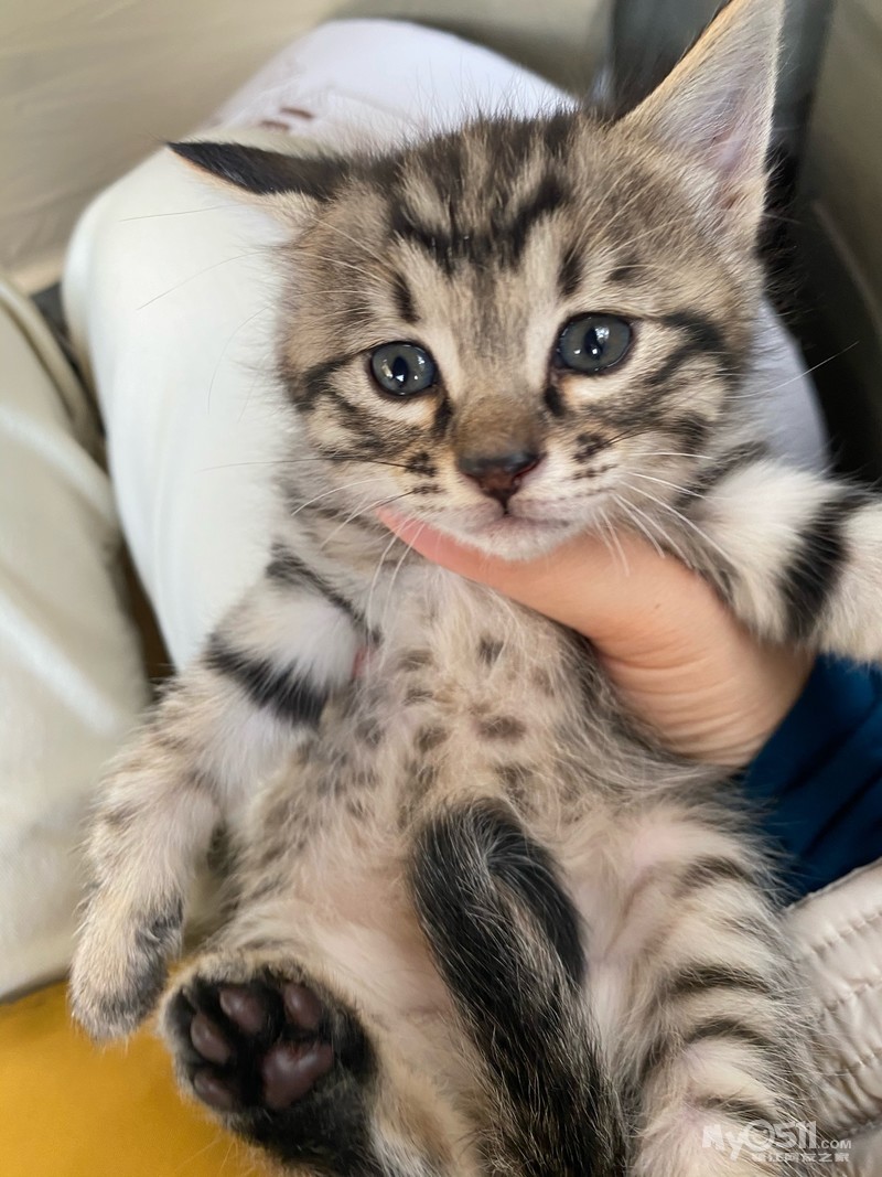 小猫怎么养才能温顺 qn_1607673268790315275rs.jpg