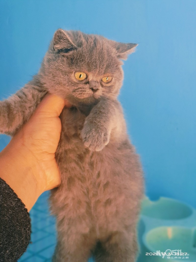 [宠物猫] 超低价出自家生蓝猫小母猫二只 [广告推广] 微信手机同号